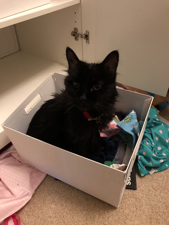 Sam found our daughter's clothes box